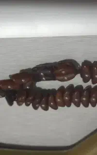 تسبیح