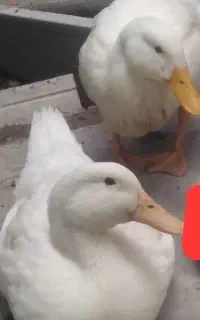 اردک