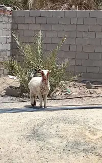 بره نر شیر مست