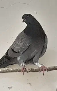 کبوتر پلاکی
