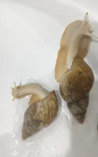 حلزون