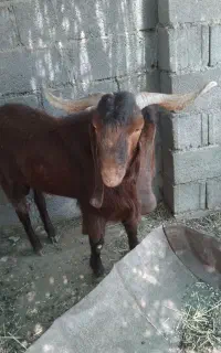 فروش پازن