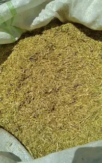 کاه عدس تازه
