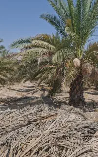 فروش نخل زاهدی دومتری