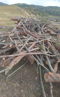برش وخریدانواع چوب
