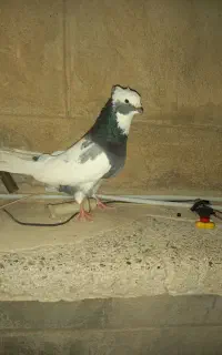 سلام چند تا کبوتر