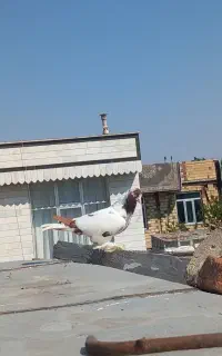 پرنده