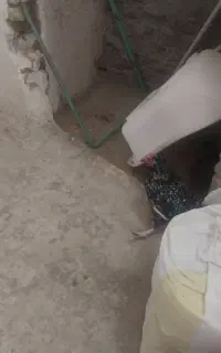 مرغ و خروس و جوجه