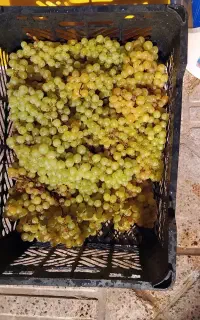 کشمشک انگور