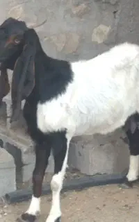 بز دورجه
