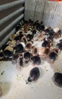 فروش جوجه گردن لخت شمالی کرچ شو