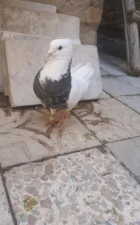 کبوتر طوقی