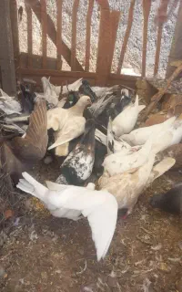 کبوتر