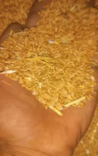 گنم ریز دونه مرغی۳۸