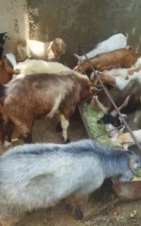 کهره،بره                               شهرک توحید