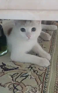 گربه سه ماهه نیمه پرشین