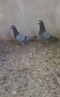فرش طرح کفتر