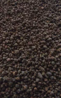 چای کله مورچه ای درجه یک عراقی
