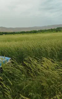 علوفه جودر و پرس