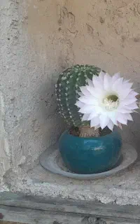 یک عدد گل کاکتوس