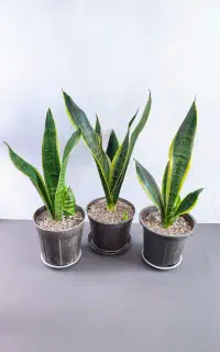 انواع گل آپارتمانی خاص