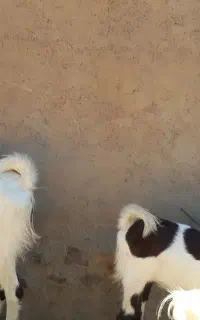 نر بز