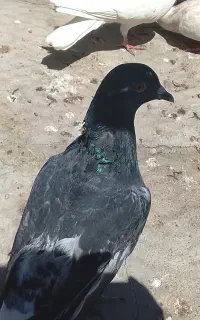 کبوتر