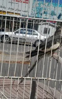 عروس هلندی ماده