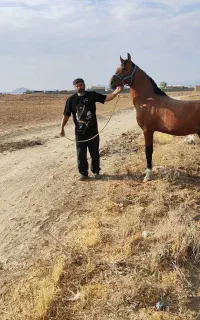 اسب سیلمی درهشوری