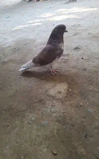 گرگی بالا نر