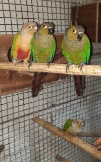 گرینچیک و بلک کاپ