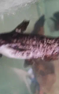 کت چوبی فروش و معاوضه