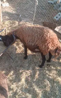 گوسفند