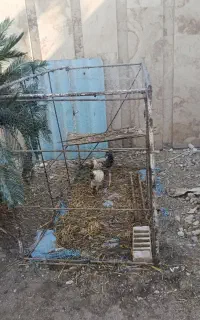 قفس حیوان۱×۱۲۰×۱۸۰