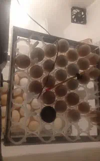 دستگاه جوجه کشی ۴۲ عددی اتومات