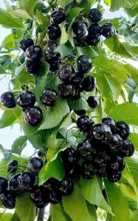 کنترات باغ گیلاس