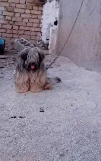 پاکوتاه