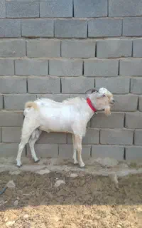 نر صومال