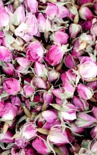 غنچه گل محمدی