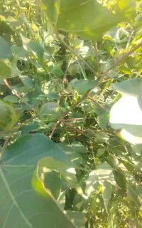 پنبه آمریکا ژنتیک تناژ بالا