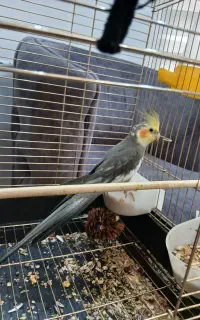 عروس هلندی