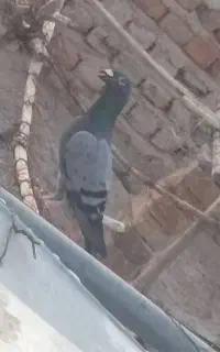چاپی باختی