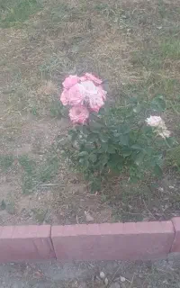 طبیعت گردی