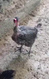 وارگ ملروت