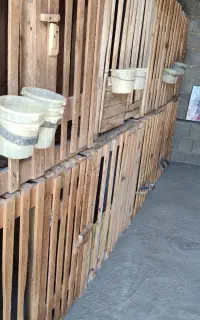 قفس مرغ خروس