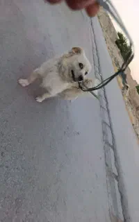 توله پاکوتا
