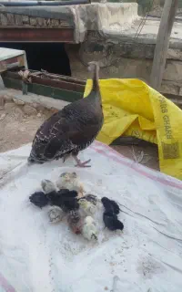 بوقلمون