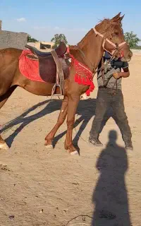 دو عدد اسب عرب مصری