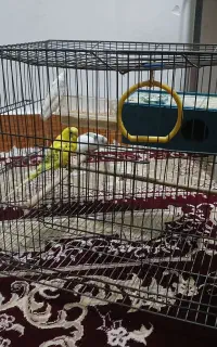 فروش یه جفت مرغ عشق