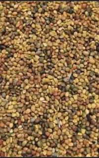 بذر شبدر و یونجه درجه 1
